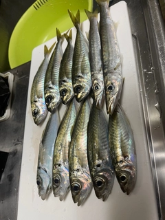 アジの釣果