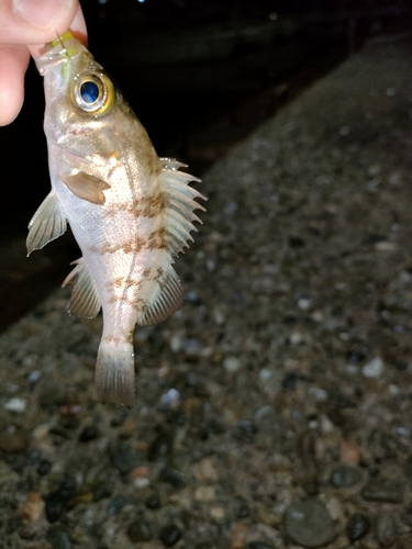 シロメバルの釣果