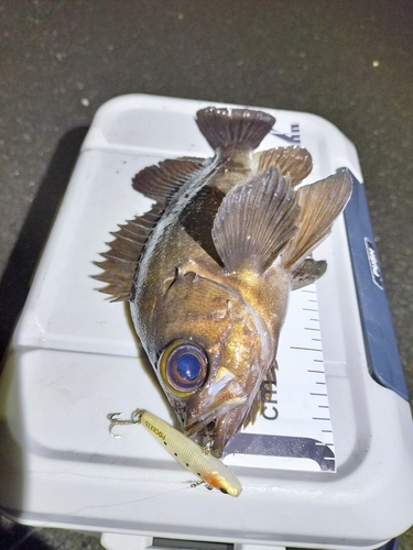 シロメバルの釣果