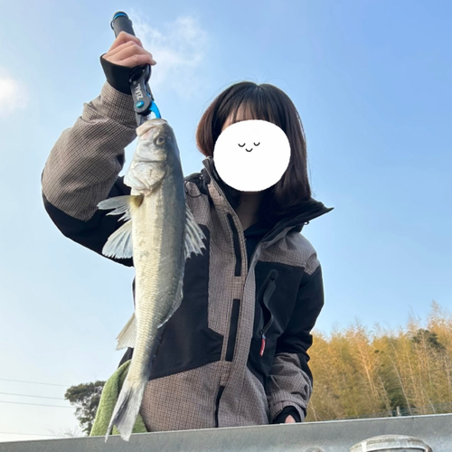 スズキの釣果