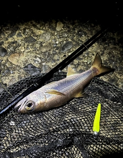 ムツの釣果