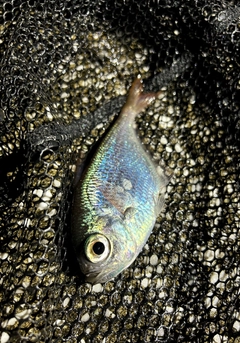 ミナミハタンポの釣果