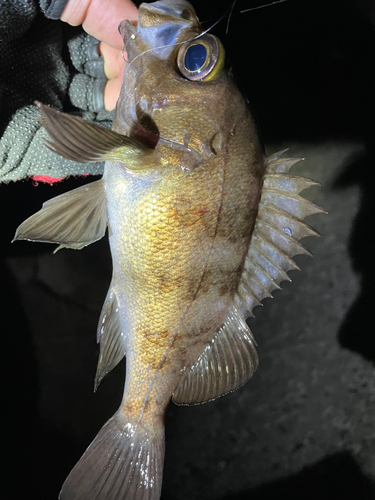 メバルの釣果