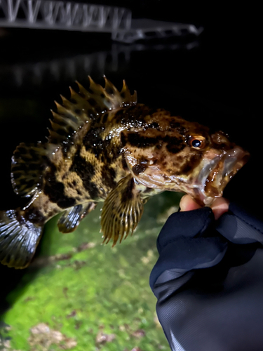 タケノコメバルの釣果