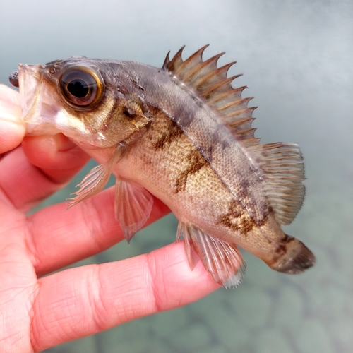 メバルの釣果