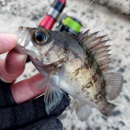 メバルの釣果