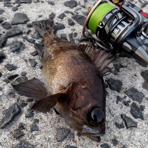 メバルの釣果