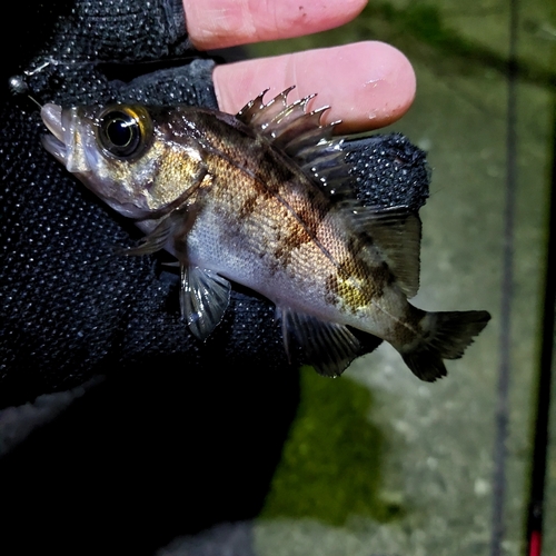 メバルの釣果