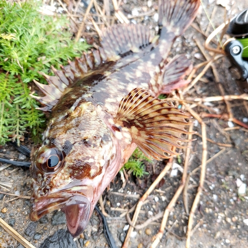 カサゴの釣果