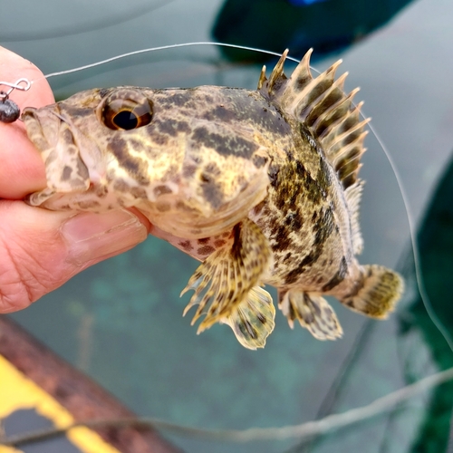 タケノコメバルの釣果