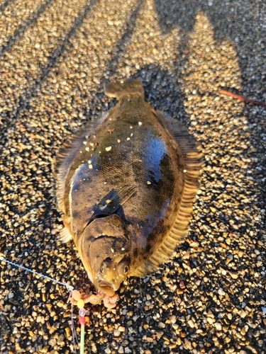 カレイの釣果