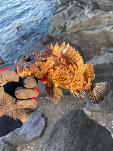 ムラソイの釣果