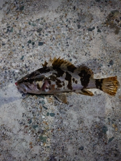 タケノコメバルの釣果