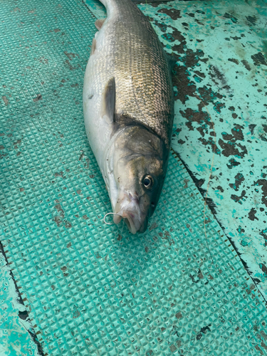 ウグイの釣果