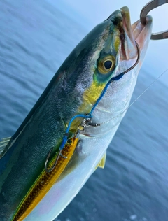 イナダの釣果