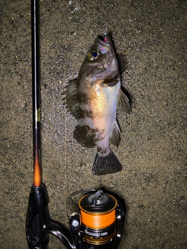 メバルの釣果