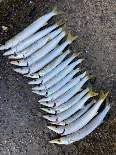 カマスの釣果