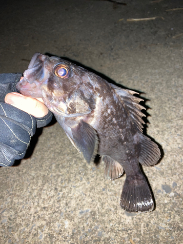 クロソイの釣果