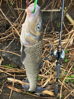 ニゴイの釣果