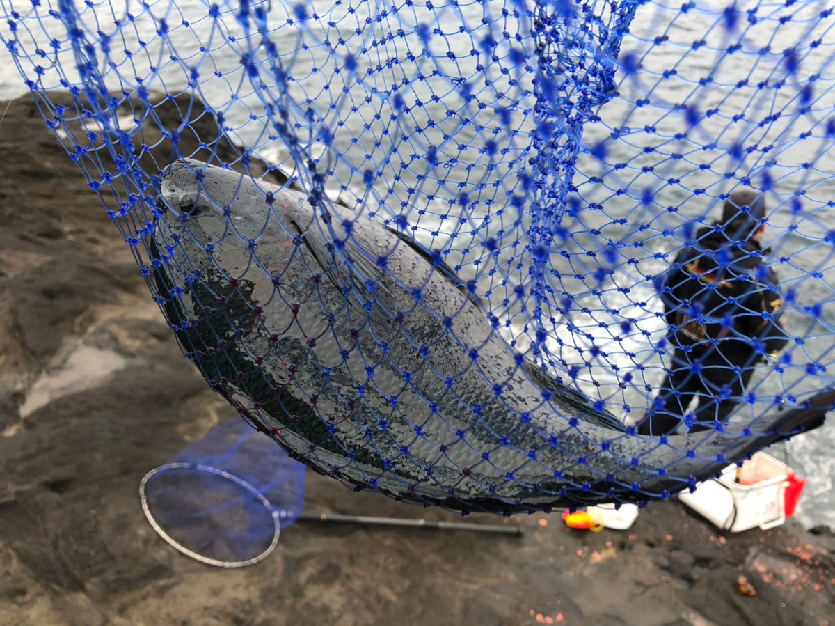 ビーサンさんの釣果 2枚目の画像