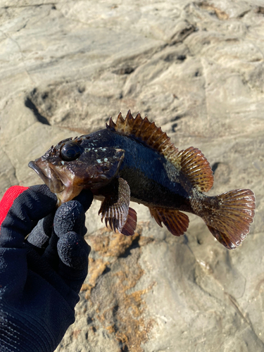 ムラソイの釣果