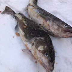 マダラの釣果