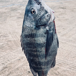 めっしぃ。の釣果