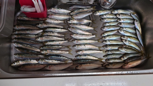 カタボシイワシの釣果