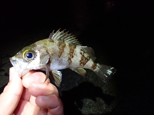 メバルの釣果