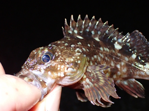 カサゴの釣果