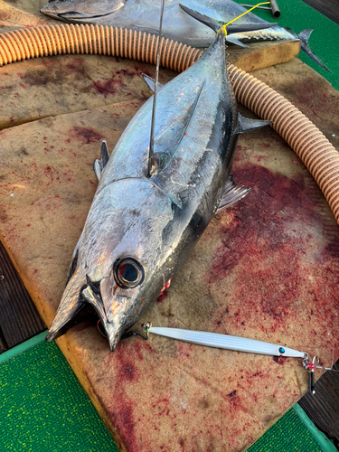 ビンチョウマグロの釣果