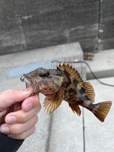 カサゴの釣果