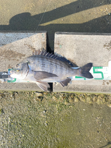 チヌの釣果