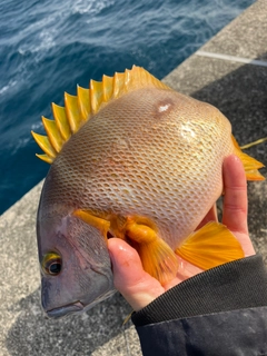 シブダイの釣果