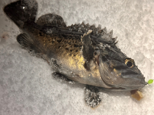 クロソイの釣果