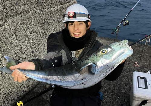 センニンフグの釣果