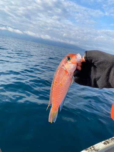 キアマダイの釣果