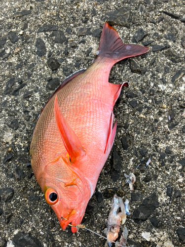 ヒメフエダイの釣果