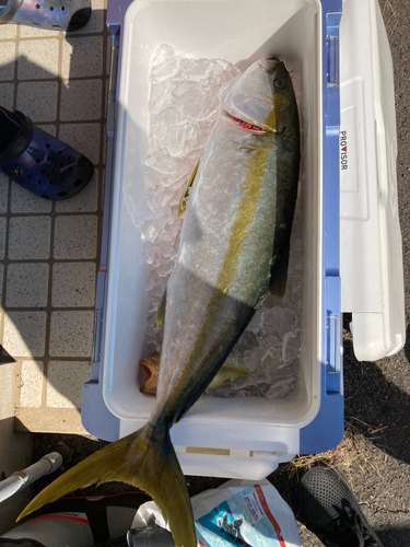 ヒラマサの釣果