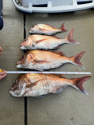 マダイの釣果