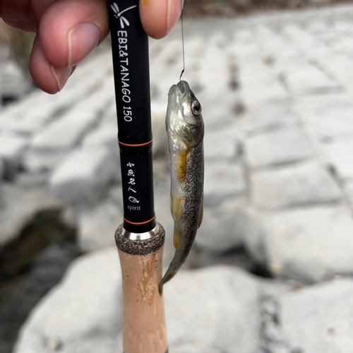 アブラハヤの釣果