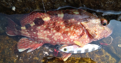 カサゴの釣果