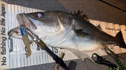 シーバスの釣果