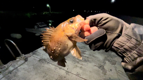 クロメバルの釣果