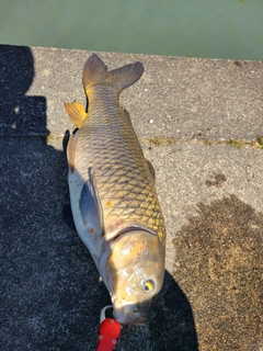 コイの釣果