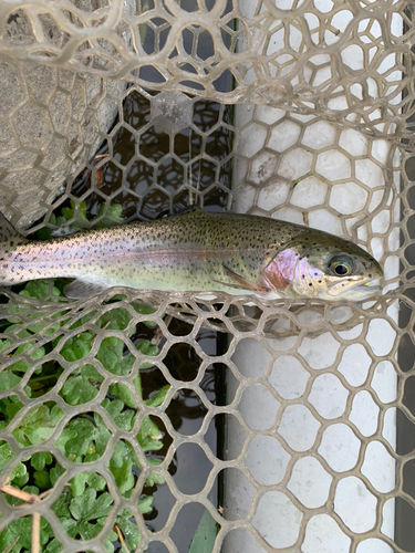 ニジマスの釣果