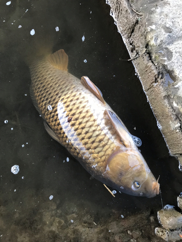 コイの釣果