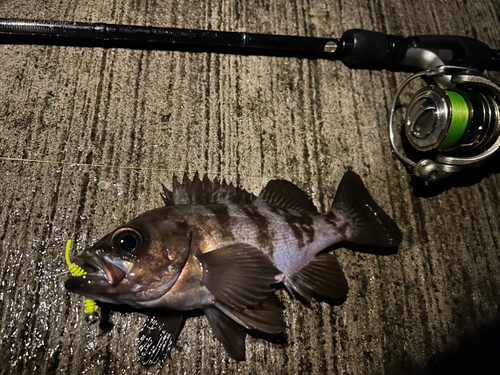 メバルの釣果