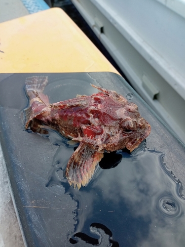 オニカジカの釣果