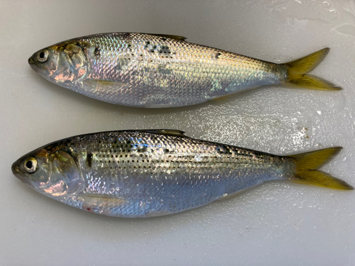 コノシロの釣果